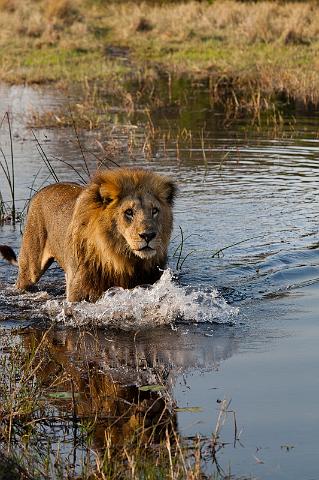 163 Okavango Delta, leeuw.jpg